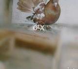 Lucky peagiuns original