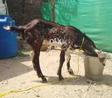 Makhe cheena male 6 months