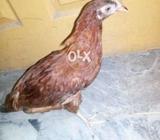 Marga Murgi or chojay ka jorah