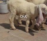 MashAllah khubsurat jori dono male gain