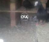 Mukhi patha for sell