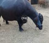 Only serious buyers can contact