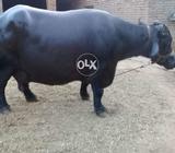 Only serious buyers can contact