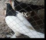 Pabai chapo sy nikla howa kachpro ka or sea kachpara lapor pamoz kajal