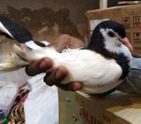 Papayi kalyari pathi 7and 6 vip