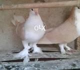 Peli pilki female or pela sharazi male