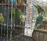 Per breedor pair six hundred rupees