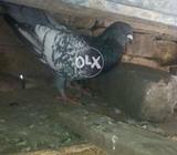 Polish mal for sal jas na lana ho.wo rabta kary