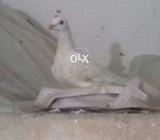 Qasid chicka available