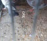 Qasid pigions pathay