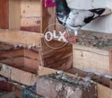 Rampuri jora madi ko purana lakwa hy