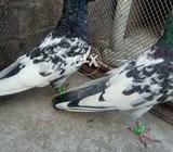 Rampuri pair forsale