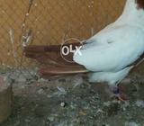 Reed garmen nun meal