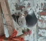 Rosha balek pat jora