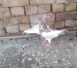 Sabaz khal breb tulsi khal