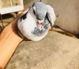 Sabz pathi cnfirm female