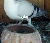 Salwar toga mal pamoz