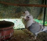 Santinet bachy for sell