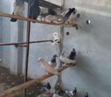 Sb baray kabuter hn