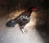 Sirf shoqeen hazraat rabta kary