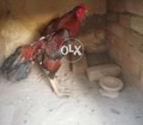 Sirf shoqeen hzrat rabta kary