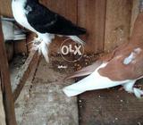 Siyah kachpra r lal pilka patha