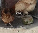Three hens for sale per seven hundred