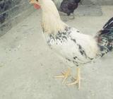 Two roasters of 5 months