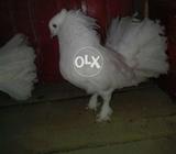 White lakka zarorat hai yaar jaldi karo jis ko lay na hai