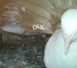 Yelow tail laky chick