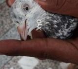 Zeeri madi and Golden nar