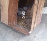 7500 se km waly dur rahe