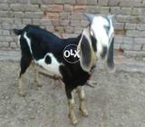 Bakra for sall
