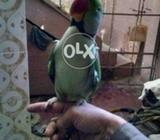 Bolta h 2 h ek 4sal 2ra 2 sal 2no bolta h ek hat ma ata h 2ra nai ata