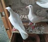 Carier birredar pair