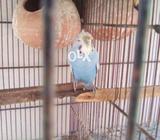 Cristed male