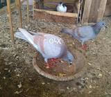 Desi gagra jora...gar k patty