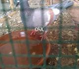 Desi lalban gandy dar