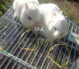 Dwarf hottted bunnies
