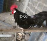Fonex Male
