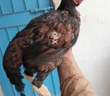 Full size hen