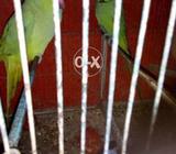 Green parit Pair sell