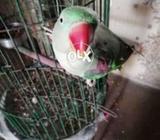 Green parriot (Paharri) Red sholder