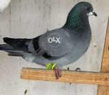 Jangla gandezar pthy