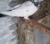 Jorsara kalduma naar