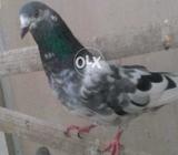 Kabli Pigeions 4 sell
