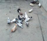 Kabotar gole kabli mix