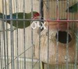 LoveBirds sat pairلو برڈ سیٹ جوڑے