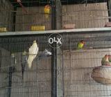 Mera Ghar Chota Perra Hay.cage Or Birds Isliay Sell Karra Hu