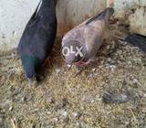 Mix kabotar 350 par
